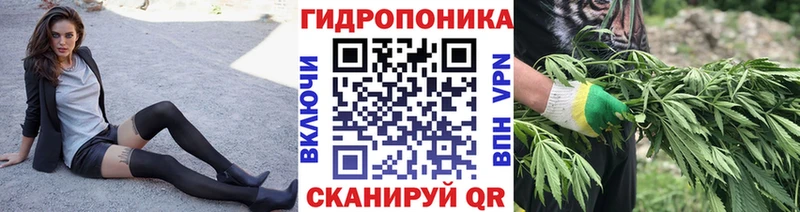 Каннабис OG Kush  Котово 